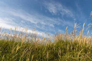 Yellow reeds and blue sky clouds