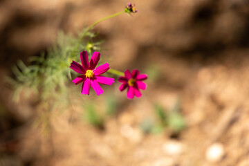 flowers in the field
