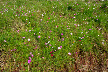 Cosmos blooming in the field