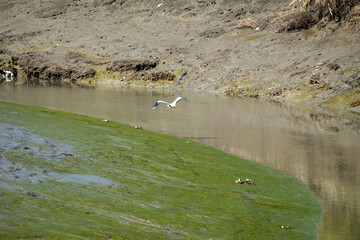 heron on the river