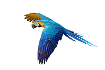 Colorful flying Blue and Gold Macaw parrot isolated on transparent background png file	
