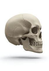 Obraz premium Anatomy Models, Cellular Structures, and Innovative Healthcare Concepts. 