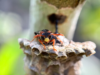 Close up of paper wasp (Polistinae), macro shot of paper wasp in its nest