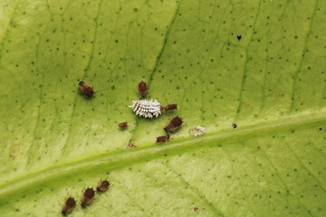 harmful aphid insect macro photo	