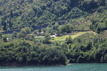 green trees forest landscape photo