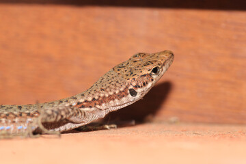 natural brown lizard Lacertilia photo
