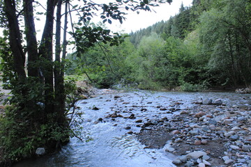 green trees forest landscape photo