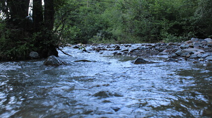 Fototapeta premium green trees forest landscape photo