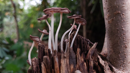 Close up wild mushrooms grow on rotten wood in the rainy season.