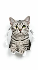 Adorable American Shorthair Cat Emerging Through Torn Paper on White Background