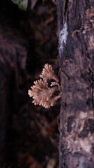 wild mushrooms grow on rotten wood in the rainy season