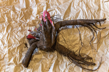 Large root of herbaceous peony with buds and roots before planting
