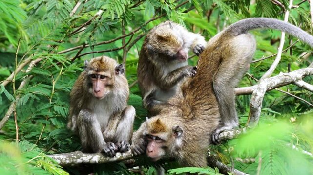 Macaca fascicularis (kera ekor panjang, monyet ekor panjang, long-tailed macaque, crab-eating monkey, cynomolgus macaque) with his mate