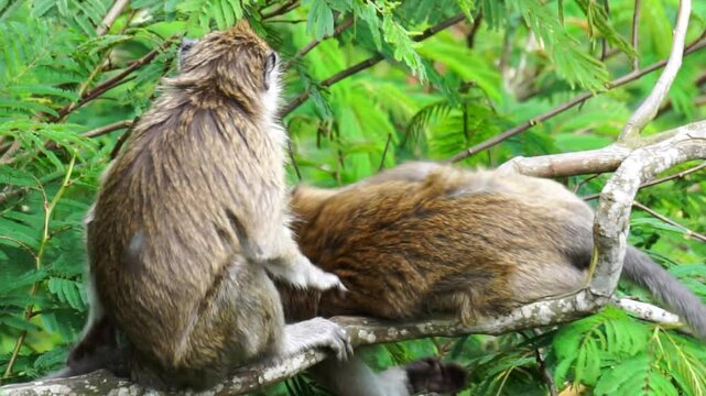 Macaca fascicularis (kera ekor panjang, monyet ekor panjang, long-tailed macaque, crab-eating monkey, cynomolgus macaque) with his mate