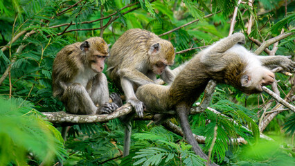 Macaca fascicularis (kera ekor panjang, monyet ekor panjang, long-tailed macaque, crab-eating...