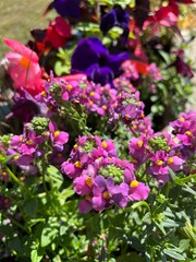 A compact perennial plant with delicate purple and pink inflorescences. Blooming Nemesia Poetry Mixed in a summer flower garden. Floral background.