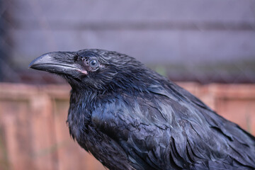 A black raven on the ground,side view