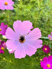 Fototapeta premium Blooming Cosmos in the summer flower garden. Graceful plants with white, pink, red, purple flowers.Floral background.