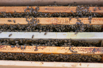 Beekeeping activity reveals a busy hive teeming with honey bees in a wooden frame