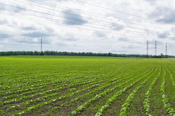 Agricultural field with young sunflower plants. Rows of sunflower seedlings