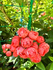 Blooming low-growing miniature double rose of delicate salmon and orange color. Rosa Orange Morsdag in the summer flower garden. Floral background.
