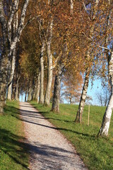 ein schmaler Weg unter dicht stehenden Birken durch eine Wiese im Herbst