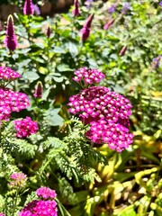 Blooming Achillea with dense round pink inflorescences in the form of an umbrella on a summer day in the garden.Floral background.