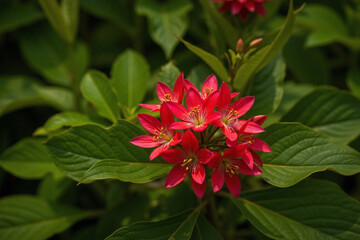 Cluster of red passion flowers in greenery