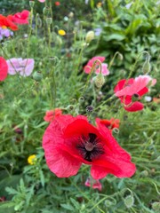 Fototapeta premium Floral background. Blooming pink, orange and red poppies on a summer day in the garden
