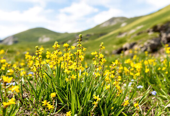Fototapeta premium Alpine highlands. Alpine green summer meadow with blooming yellow flowers. Alpine highlands. Blooming meadow of the highlands.