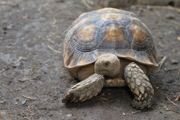 Sulcata turtle on the ground