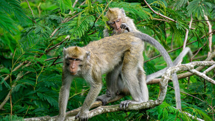 Macaca fascicularis (kera ekor panjang, monyet ekor panjang, long-tailed macaque, crab-eating monkey, cynomolgus macaque) with his mate