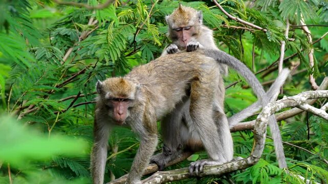 Macaca fascicularis (kera ekor panjang, monyet ekor panjang, long-tailed macaque, crab-eating monkey, cynomolgus macaque) with his mate