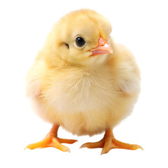 baby chicken isolated on white