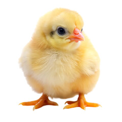 Obraz premium baby chicken isolated on white