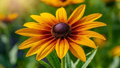 Obraz premium Close-up of a blooming black-eyed Susan flower