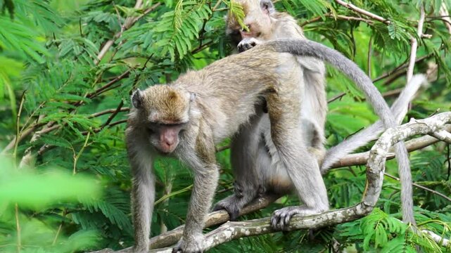 Macaca fascicularis (kera ekor panjang, monyet ekor panjang, long-tailed macaque, crab-eating monkey, cynomolgus macaque) with his mate