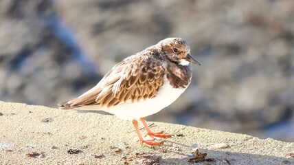 seagull on the beach