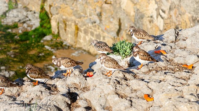 the beautiful bird of the black - - headed gull ( phalus cardus rididus ) on the rock in the sea, in the