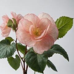 Obraz premium A soft pink begonia with green leaves, set against a clean white background.