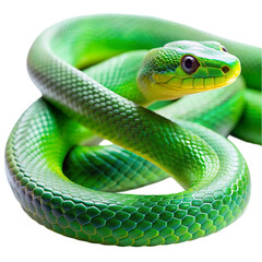 Obraz premium green snake