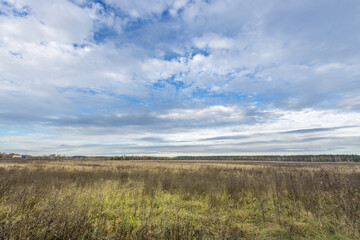 A field of grass with a cloudy sky in the background