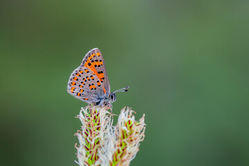Akbes Poppy Butterfly (Tomares nesimachus) in its natural habitat in Izmir Yamanlar Mountain