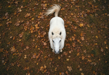 Aerial drone top down view on a autumn field with one white horse.