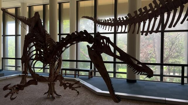A silhouette of a dinosaur bones replica on display in a museum in Cape Town, South Africa.