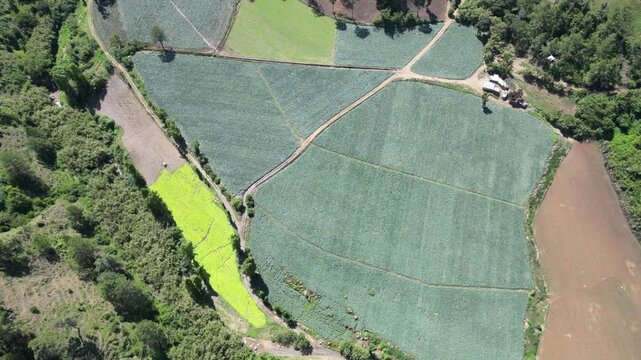 Aerial view of farmland in the lush high valley of Constanza in the central range of the Dominican Republic