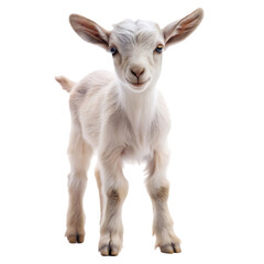 Fototapeta premium baby goat on white background