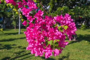 Obraz premium Bougainvillea flower. Pink Bougainvillea spectabilis. A flowering plant. Close view of Bougainvillea flower blooming.