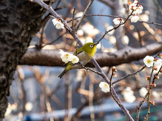 cute white eye in plum blossoms 1
