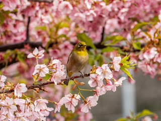 Japanese mountain white-eye in plum blossoms 3